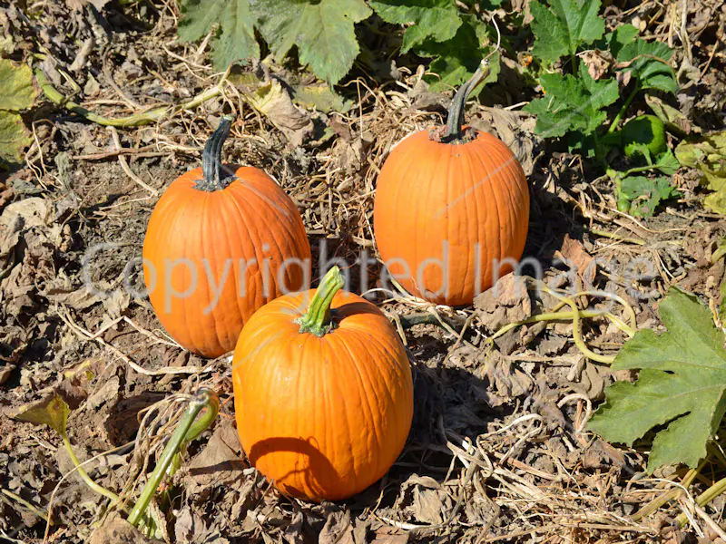 Pumpkin Orange