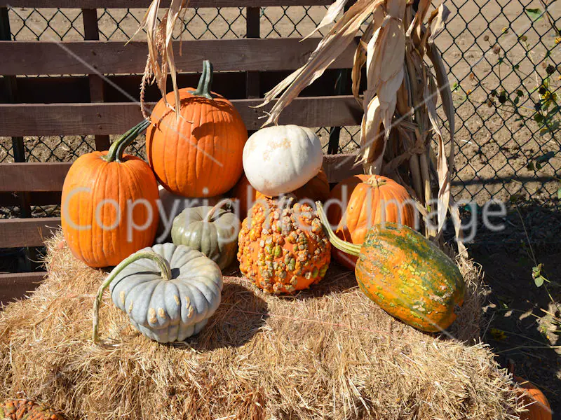 Pumpkin Patch