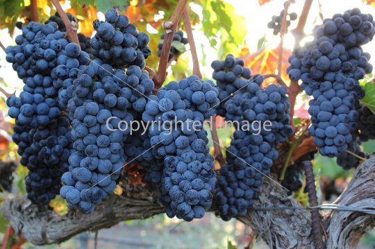 Wine Grapes