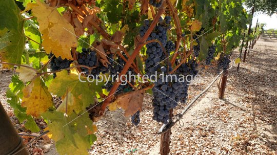 Wine Grapes